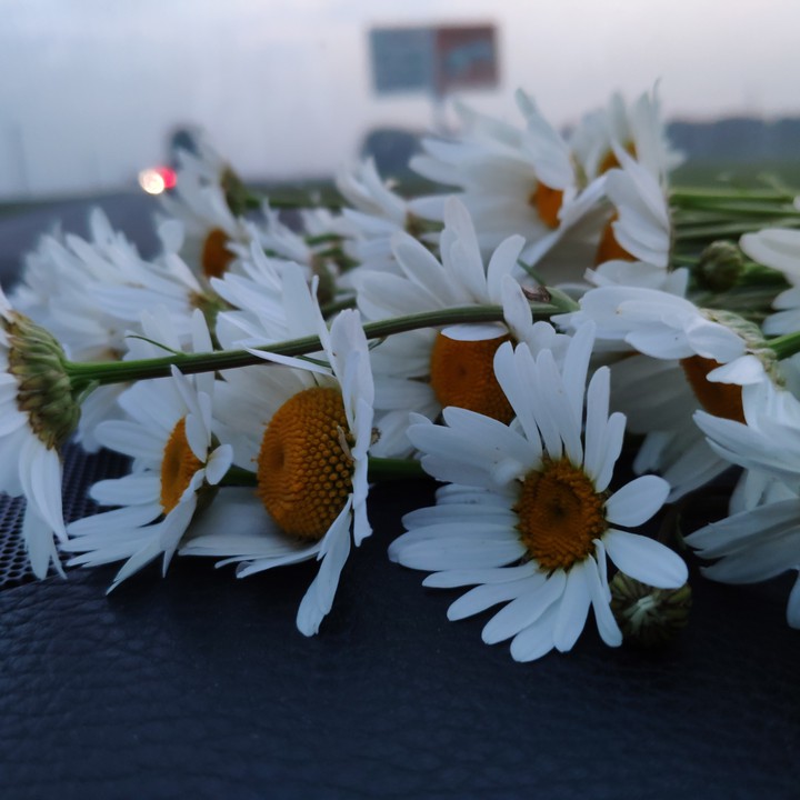 ромашки