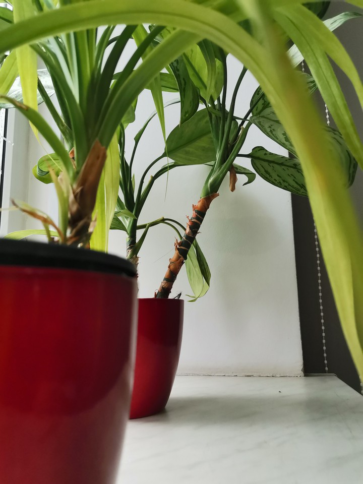 Red flower pot