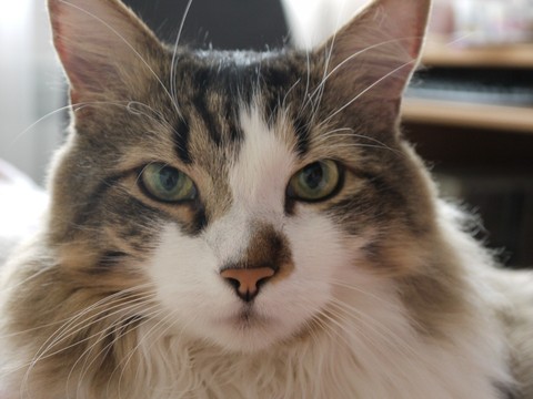 The sight of cat.