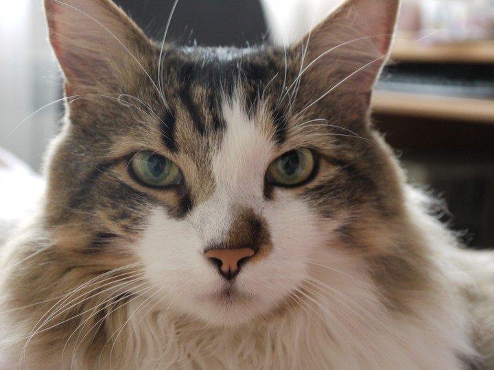 The sight of cat.