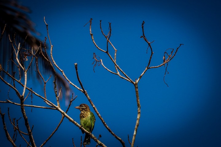 Bird
