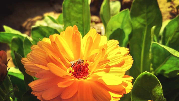 flower photography