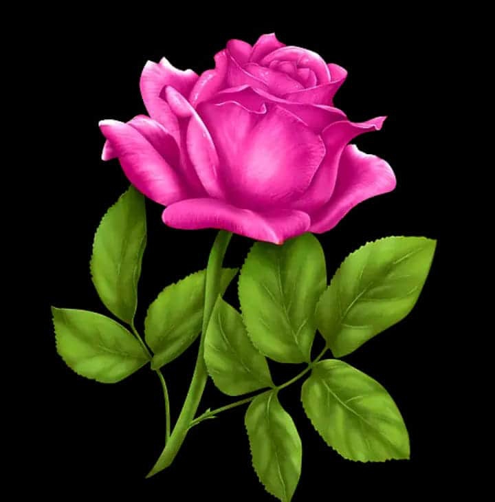 R. Rose