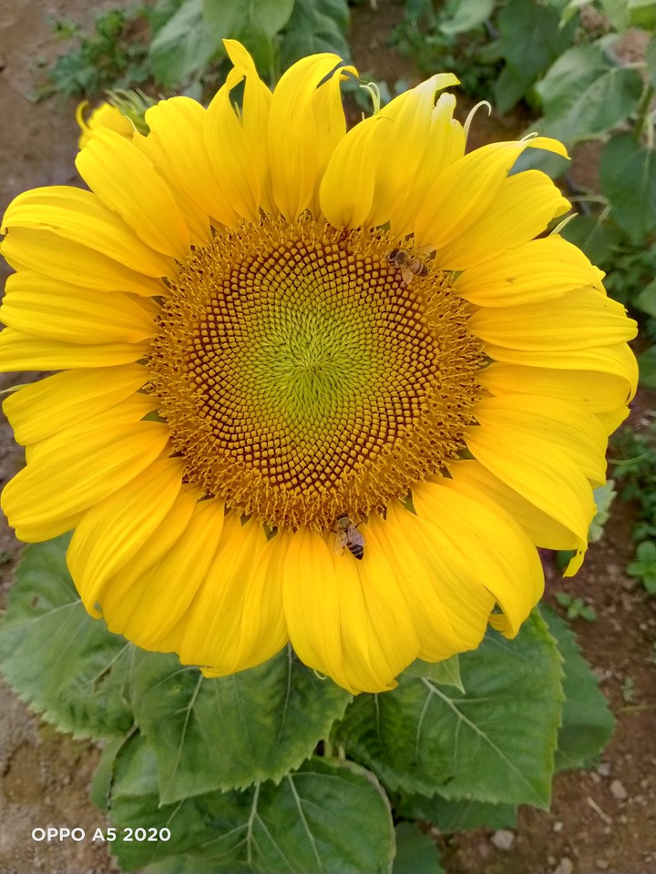 hướng dương
