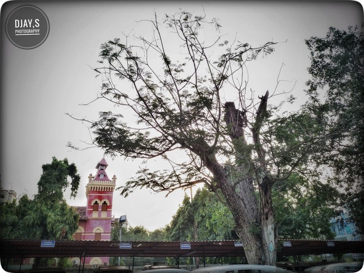 tree