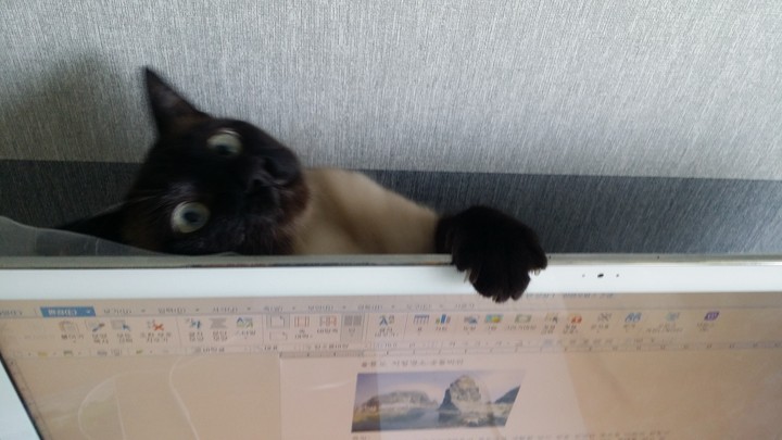 뭘 보냥!