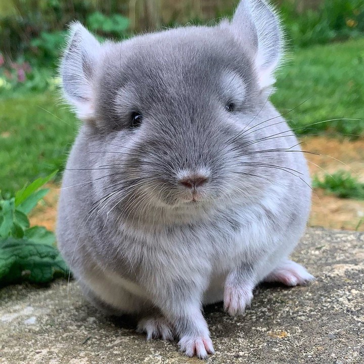 chinchilla