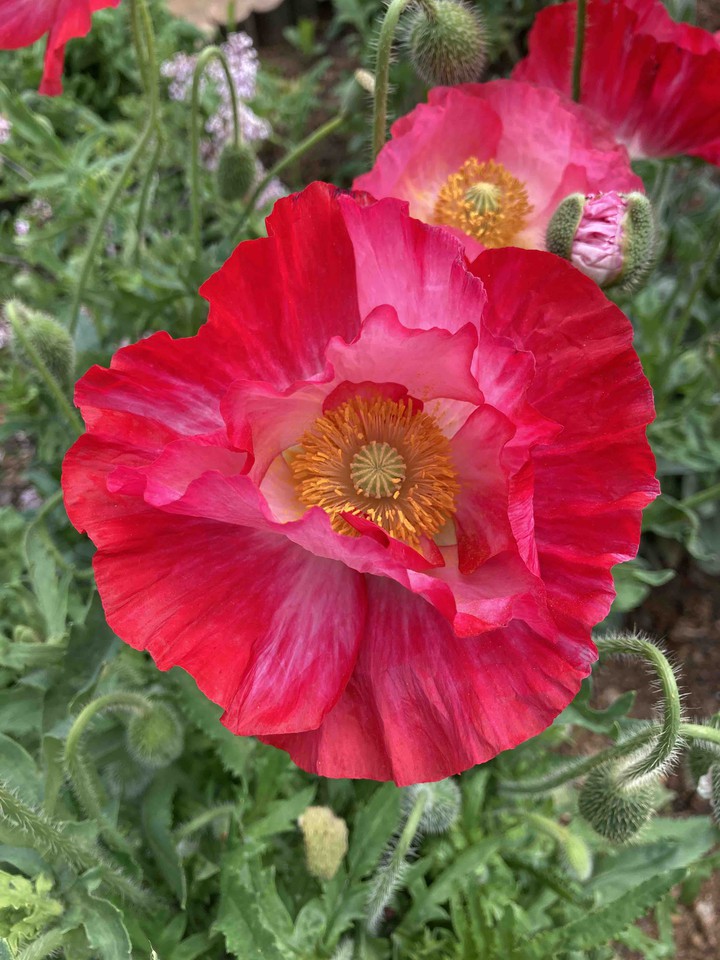 Opium Poppy