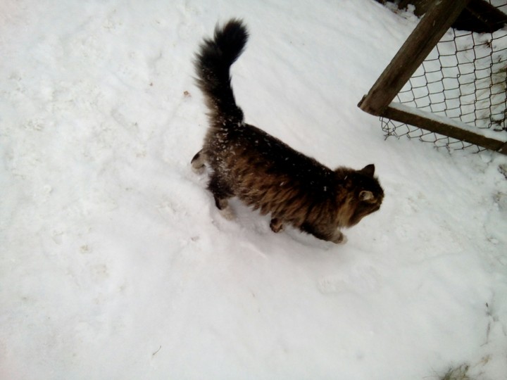 Котейка мой