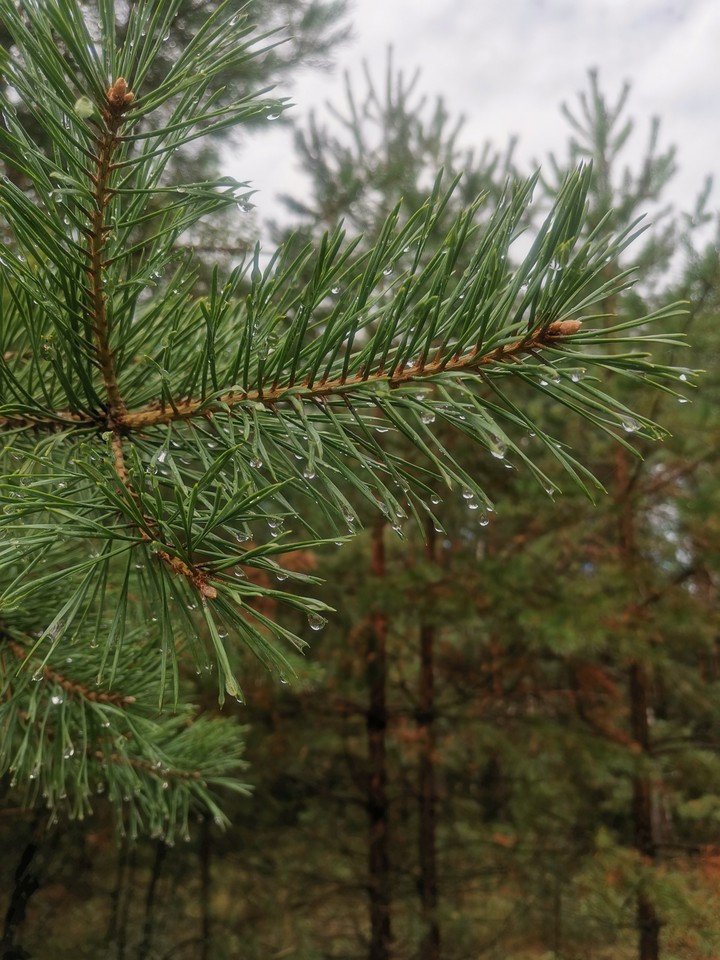 Raindrops