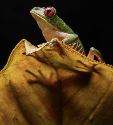 Yellow, agalychnis Hintergrundbilder