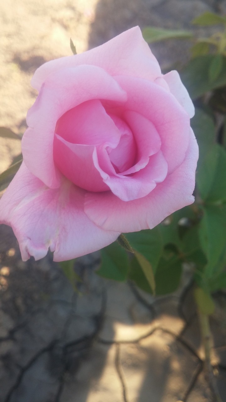 Pink rose