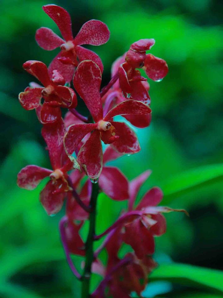 Orchids in ranny day