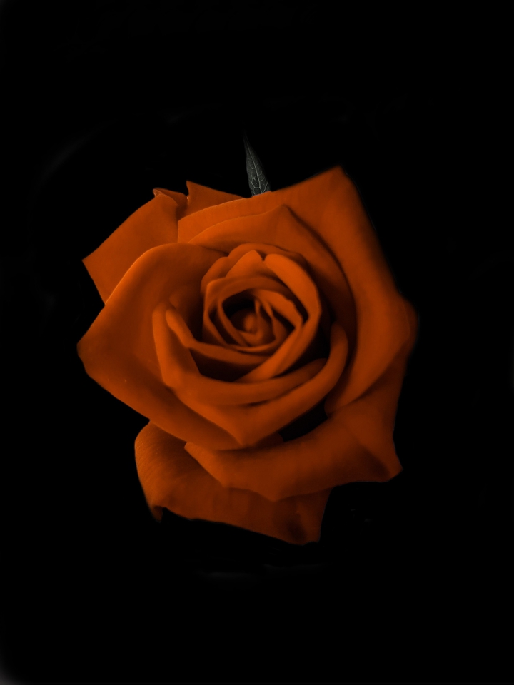 Rose ❤️❤️