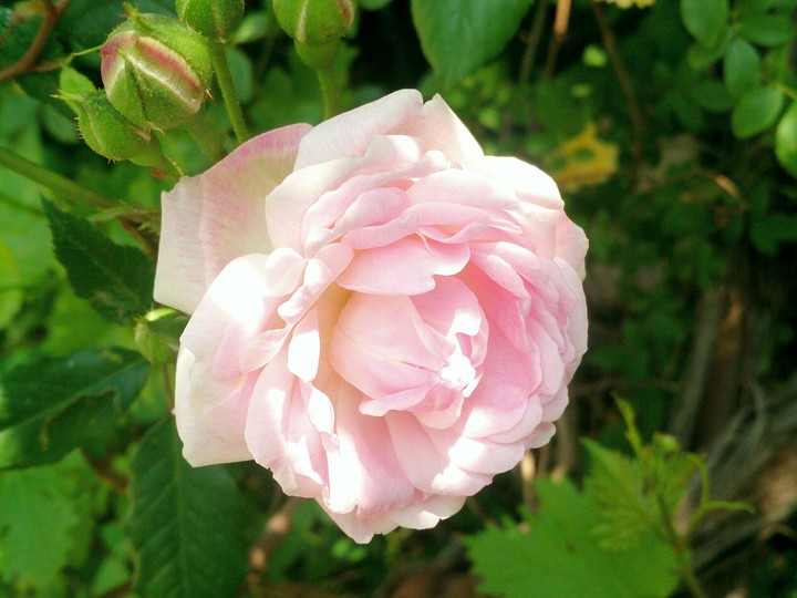 pink...