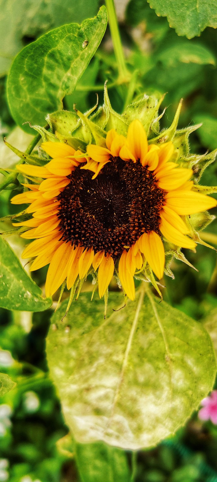 sunflower ?