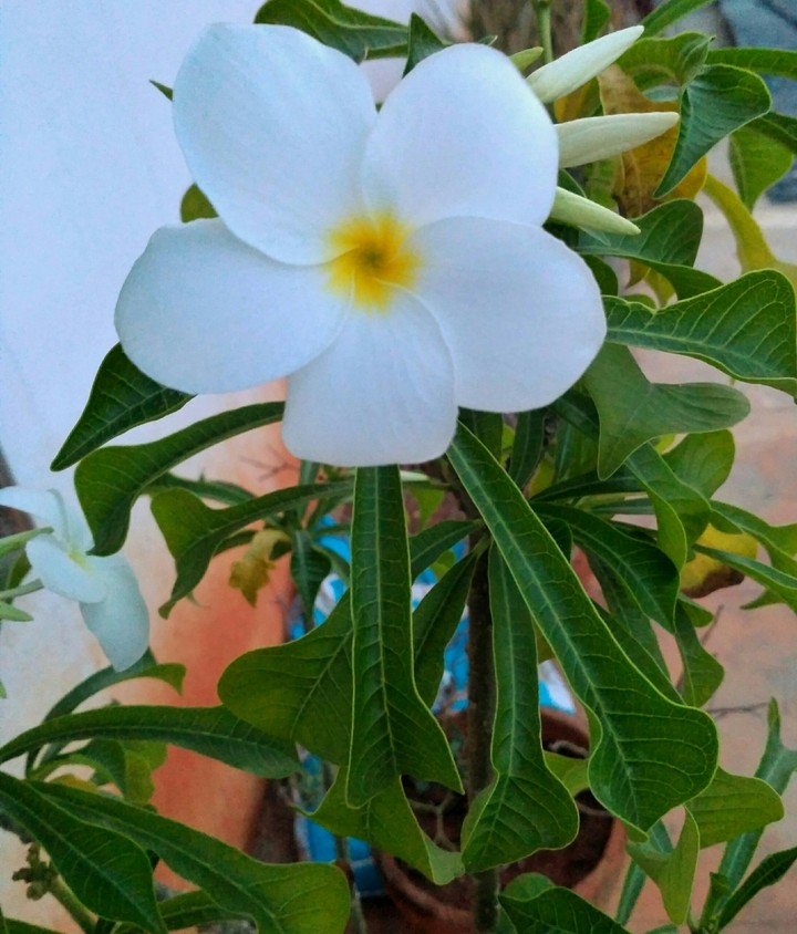 Flower