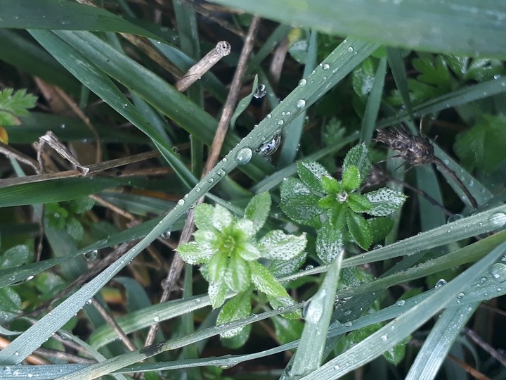 grass