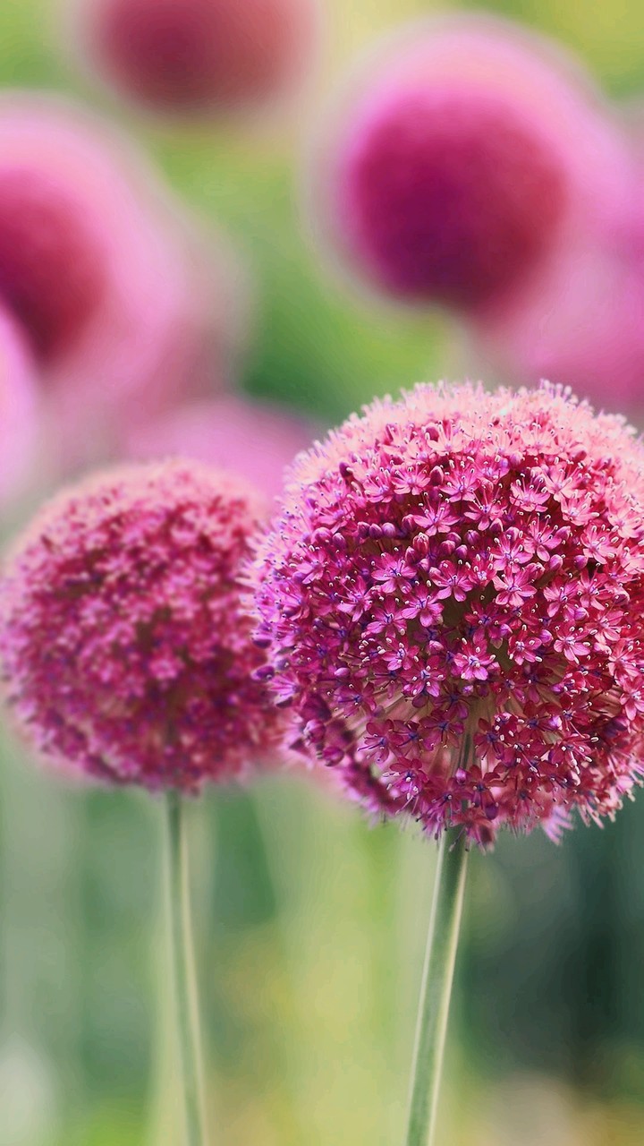 nice flower