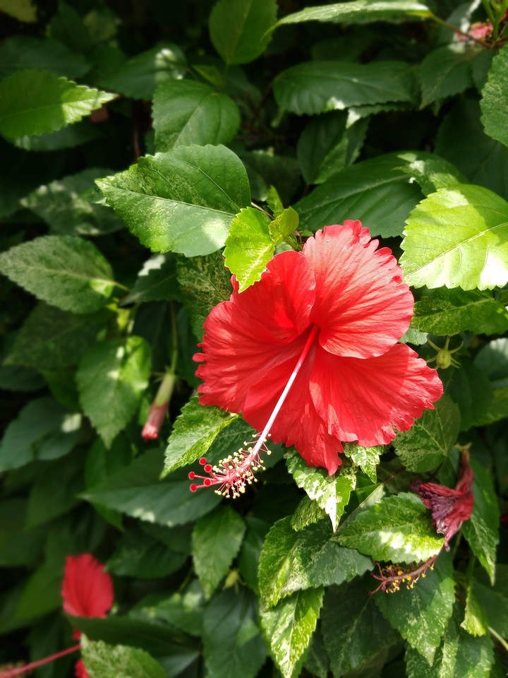 Red flower