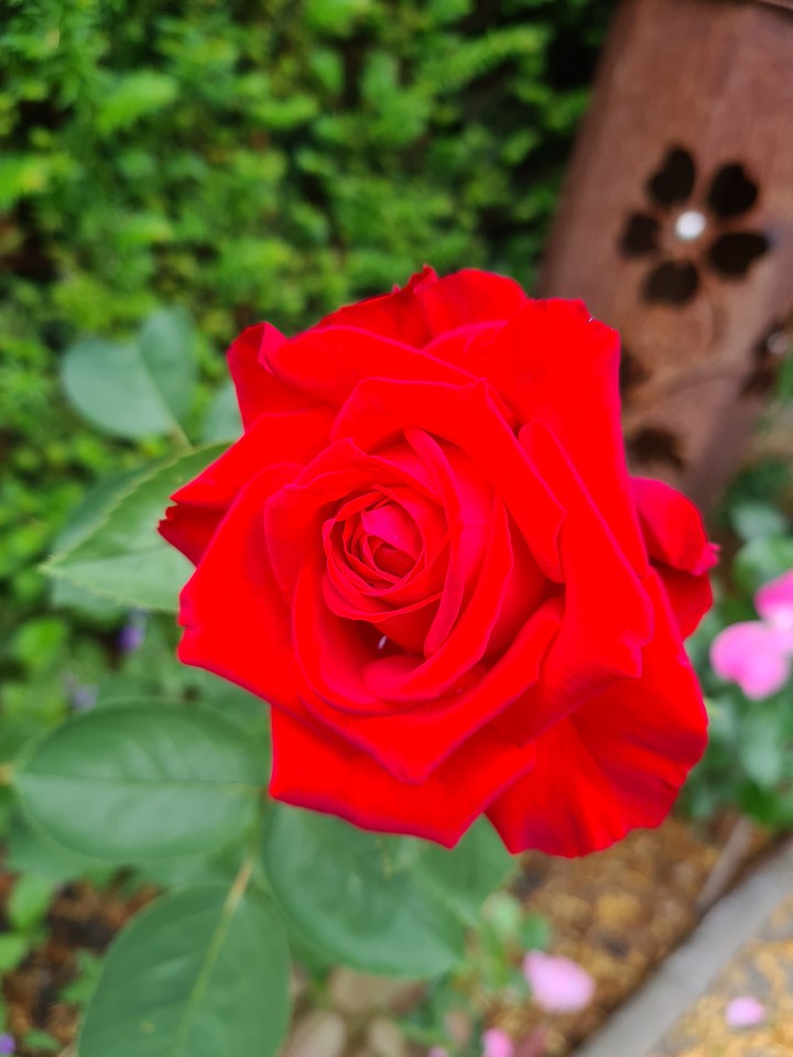 Rose