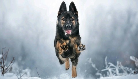German shepherd.?? овчарка.