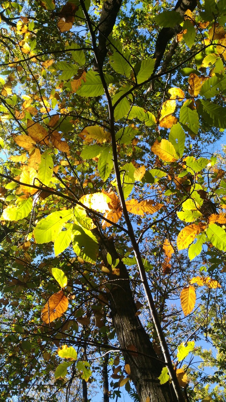 automne 