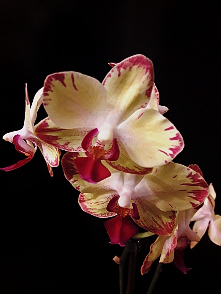 orchids