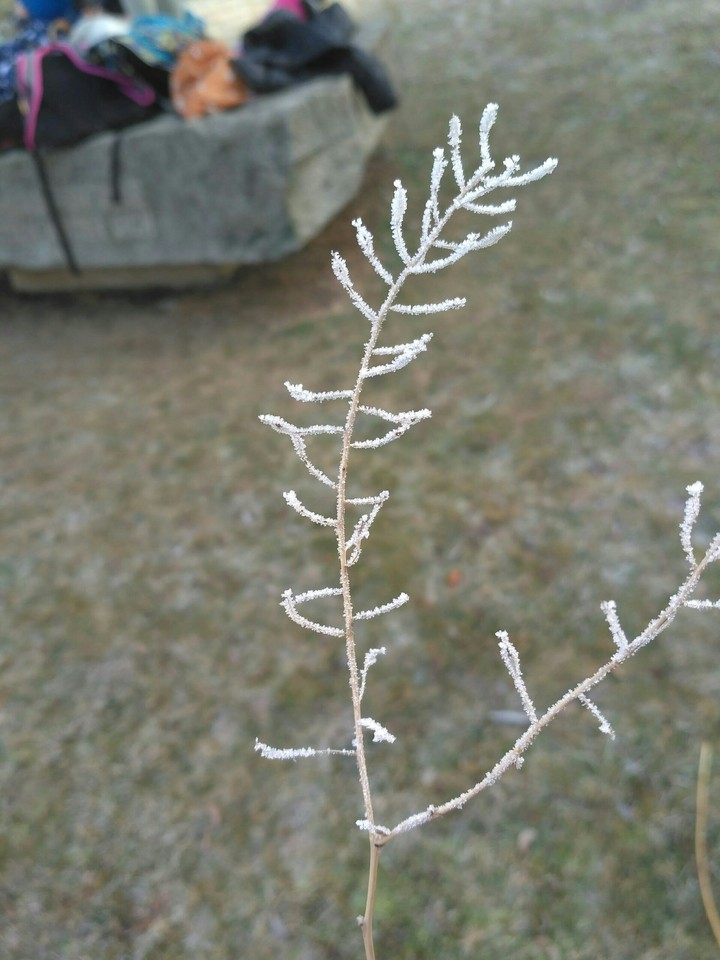 Frozen
