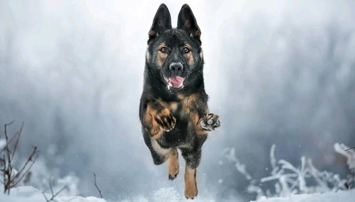 German shepherd.?? овчарка.