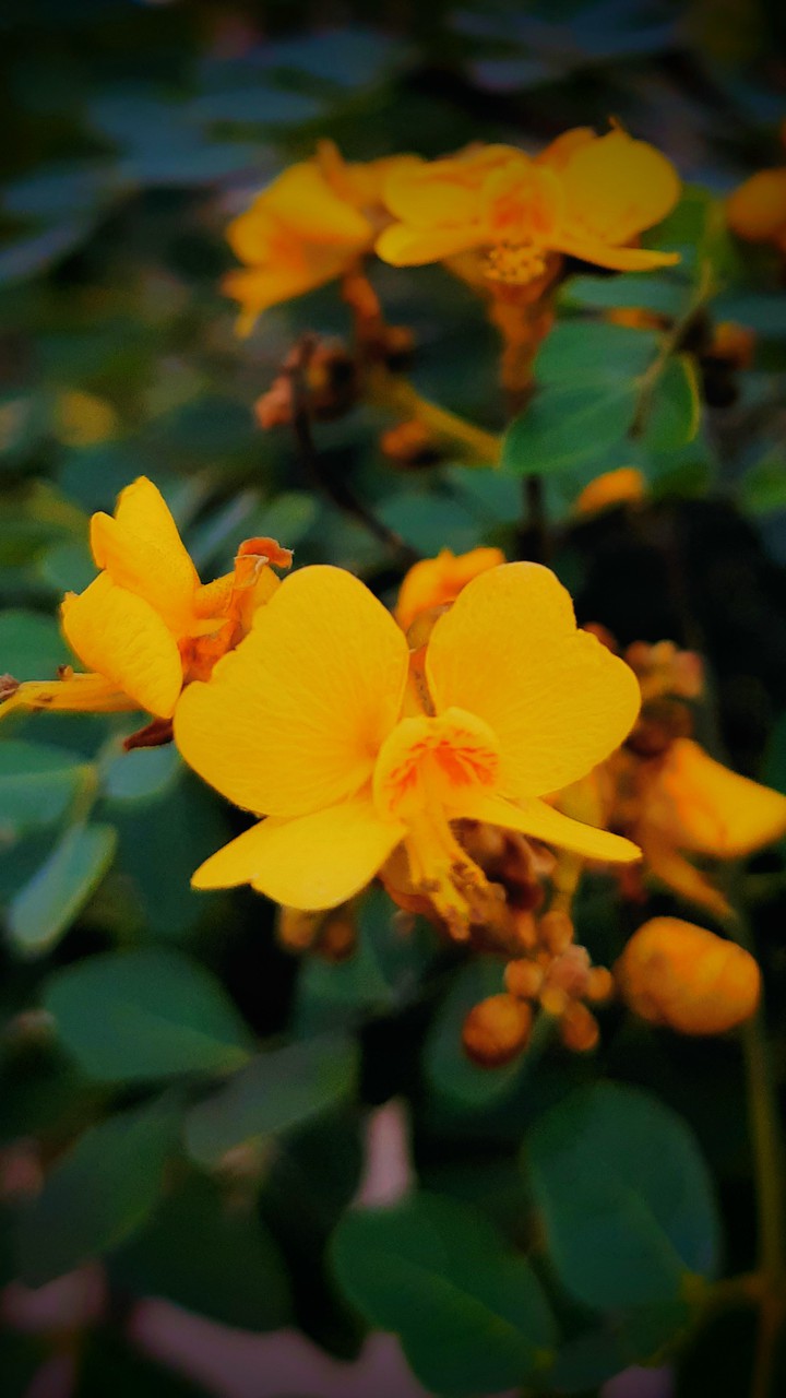 flor de catingueira