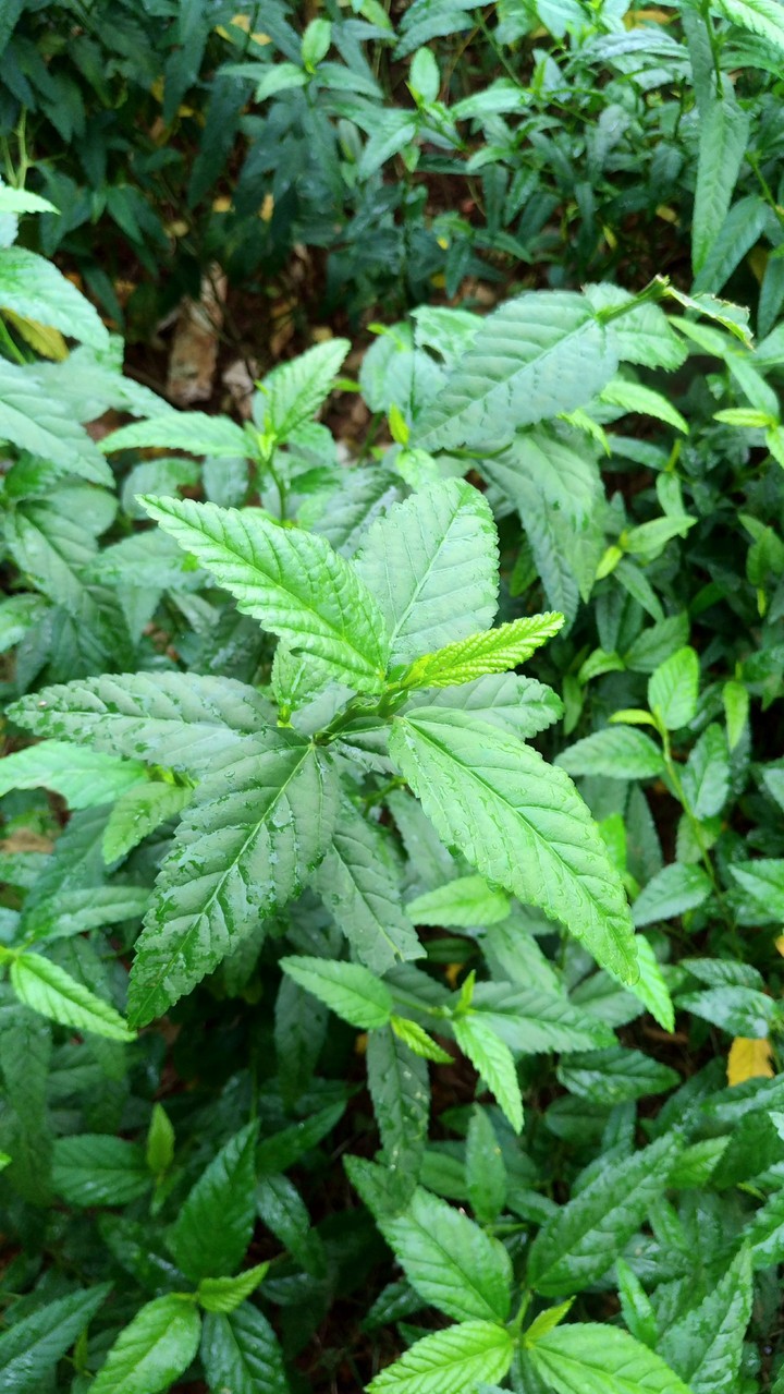 Leaves Of Fortune