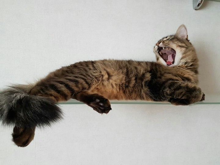 cat