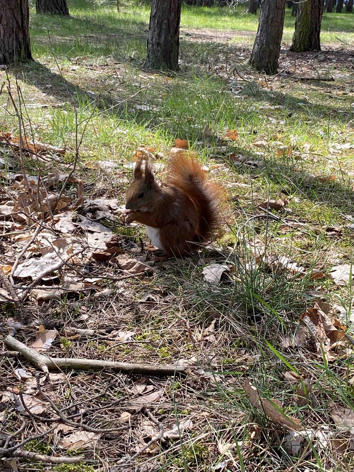 squirrel