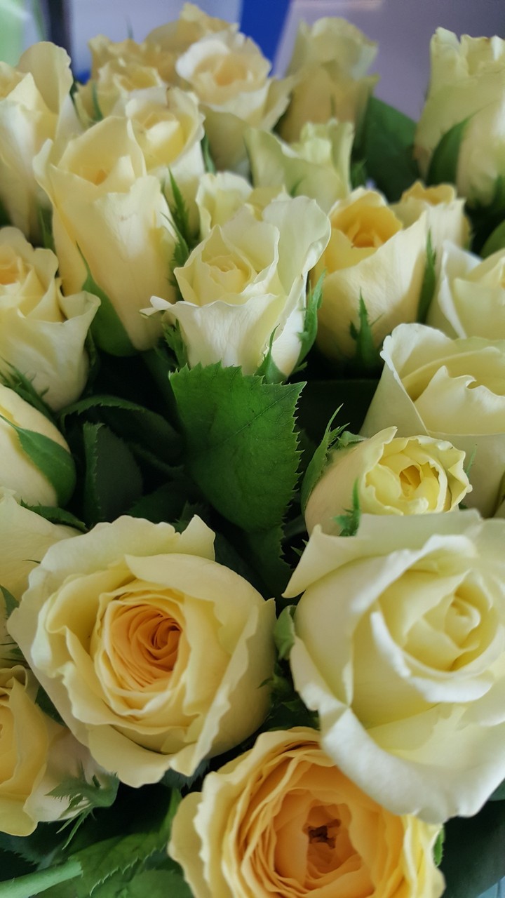flowers