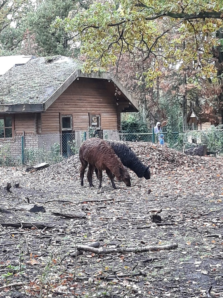 Alpacka