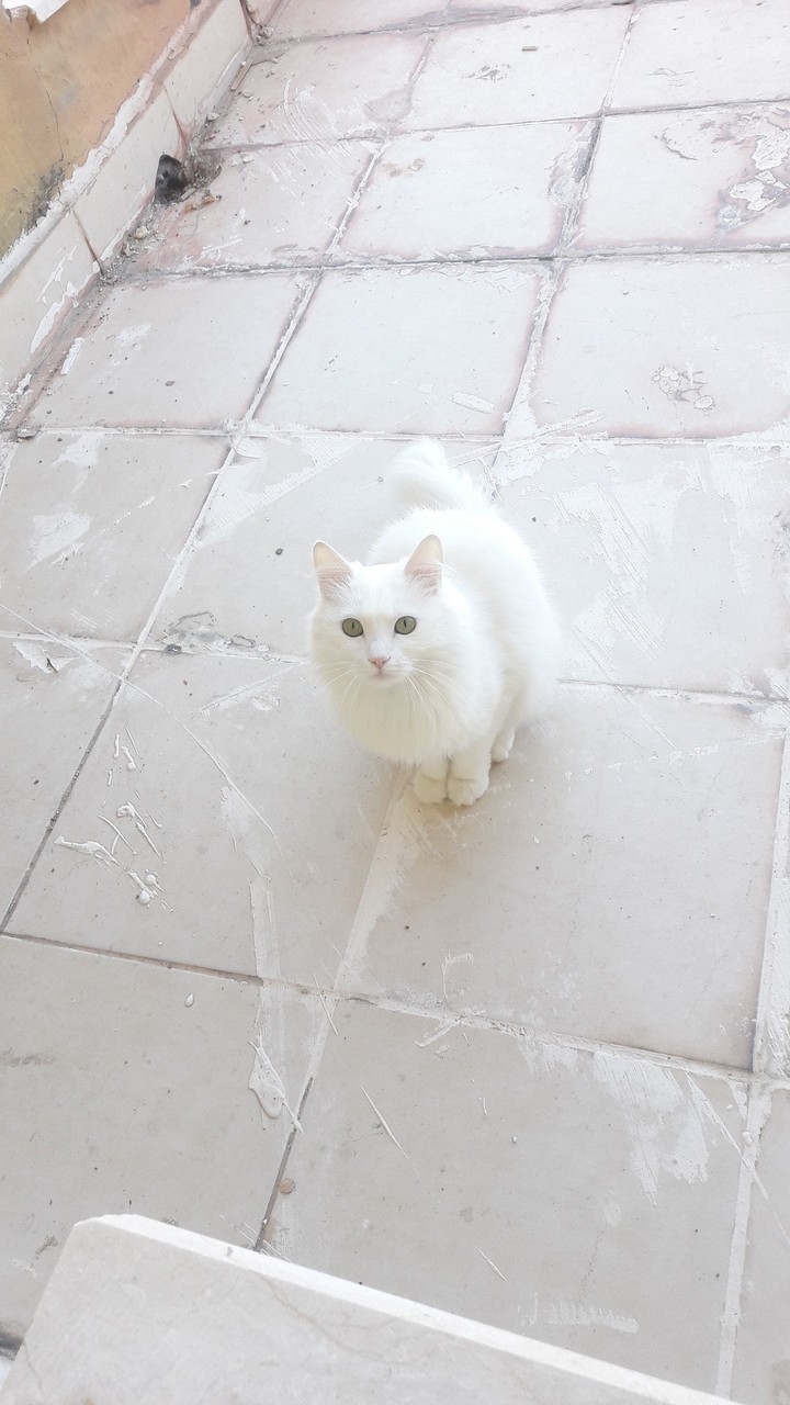the van cat