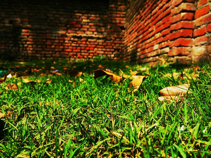 Greenery in the sun