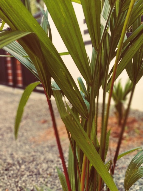 red palm
