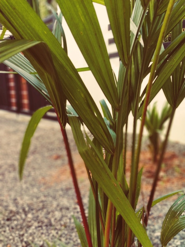 red palm