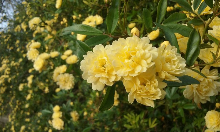 yellow flowers