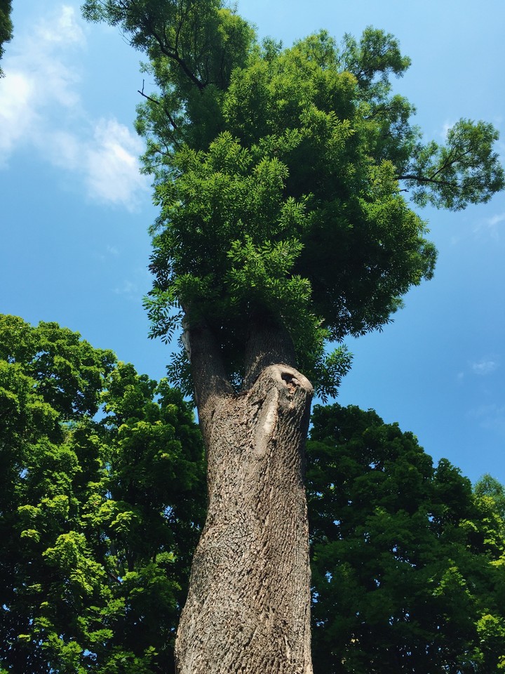 tree