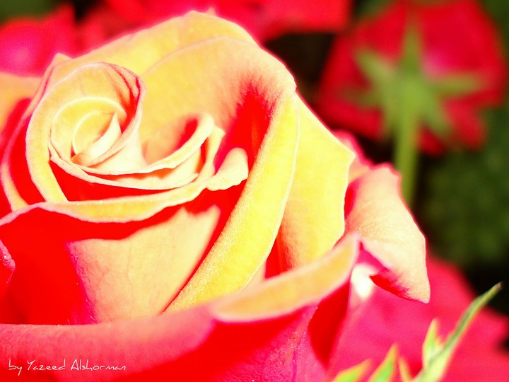 flower