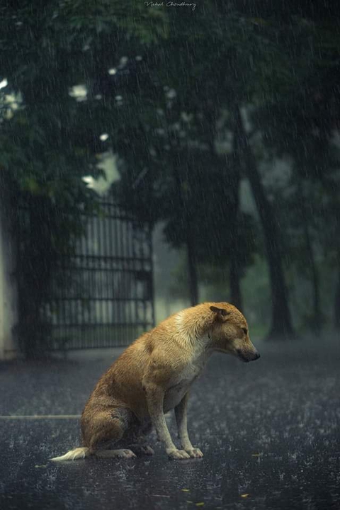Doggo on chilz