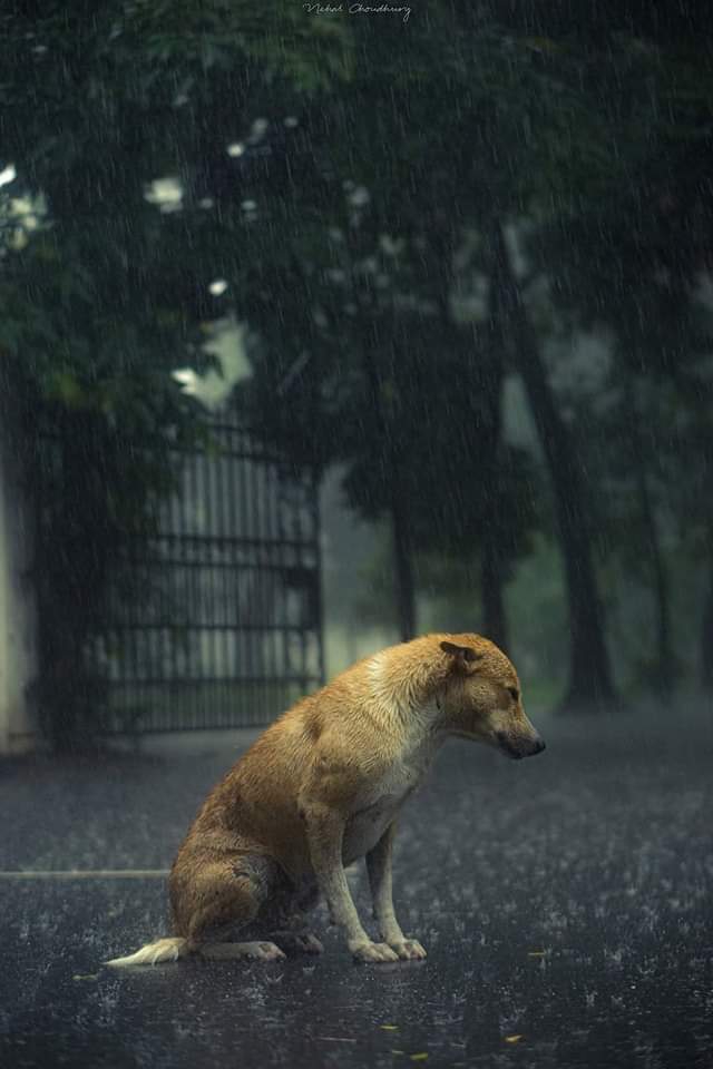 Doggo on chilz