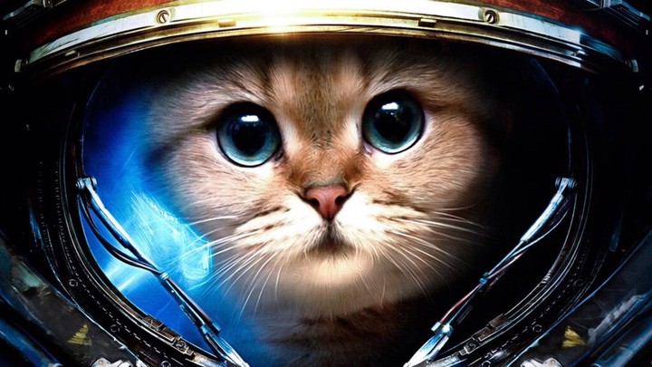 cat