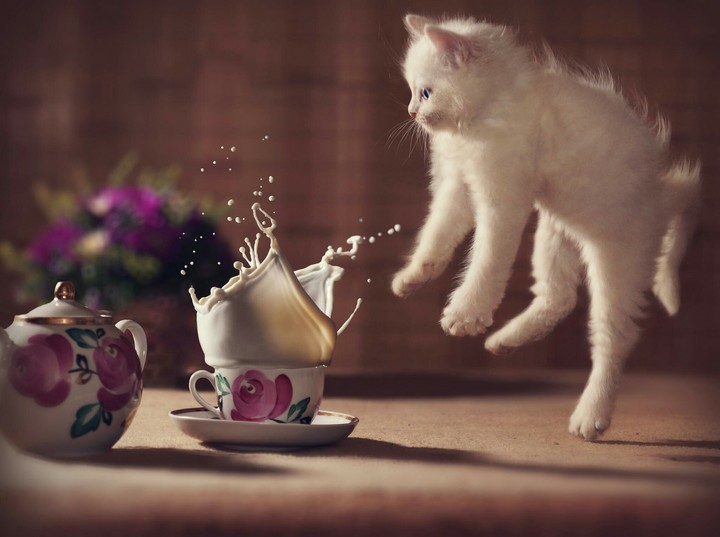 This picture is only for lover of animals.