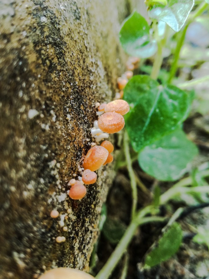 Little Mushrooms