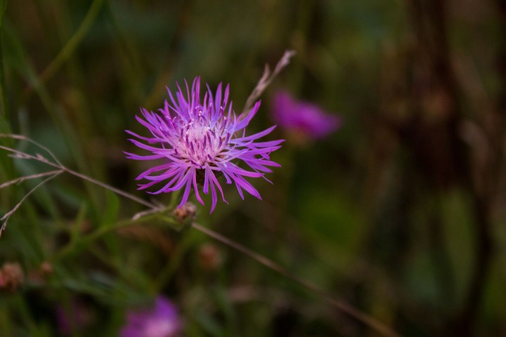 Wild flower