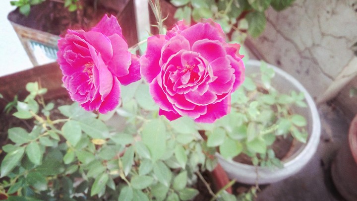 roses